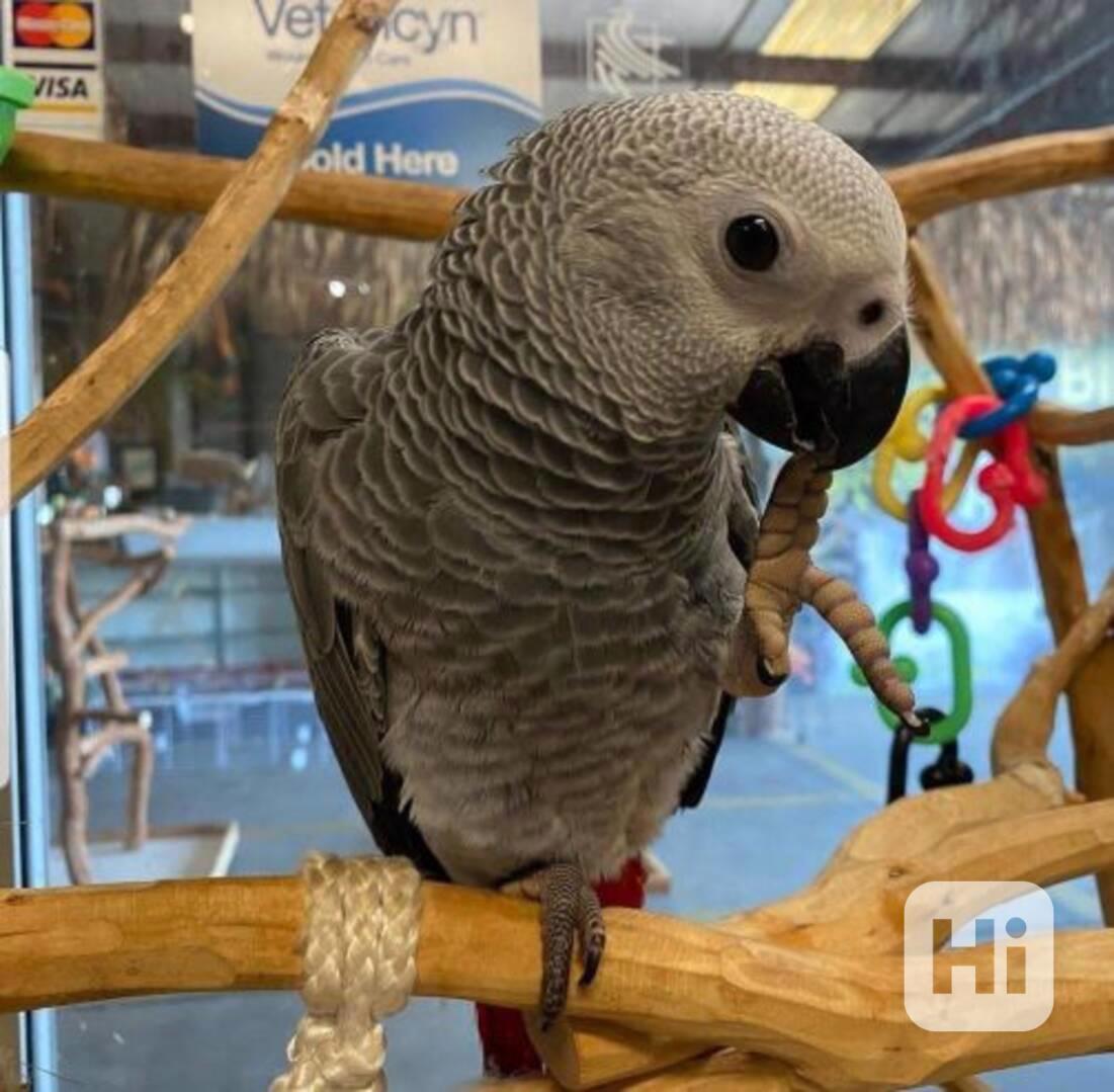 🦜 Prodám ručně odchovaného mluvícího papouška - foto 1