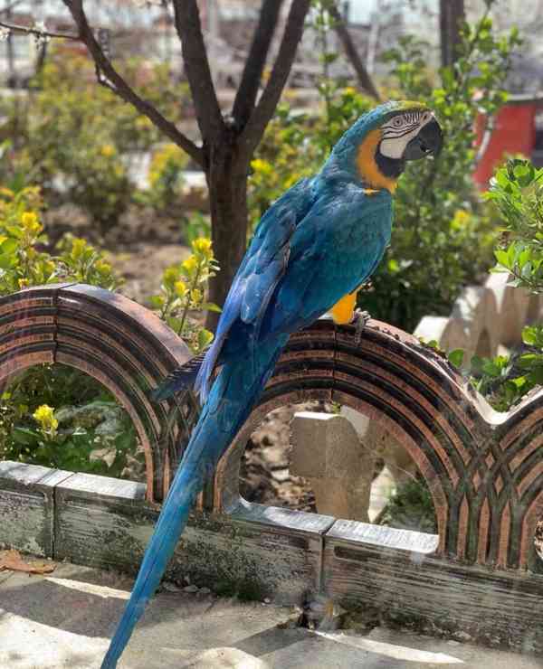 Modro-zlatí papoušci arové k dispozici - foto 4