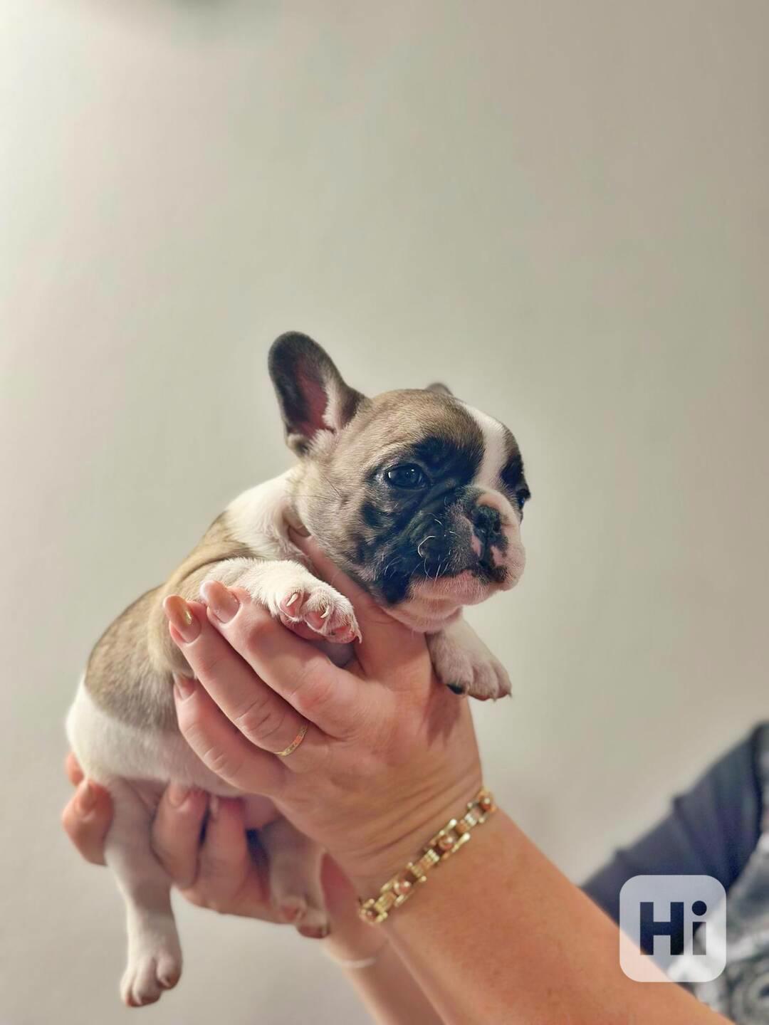 Štěňata Francouzských Buldočků s PP FCI - foto 1