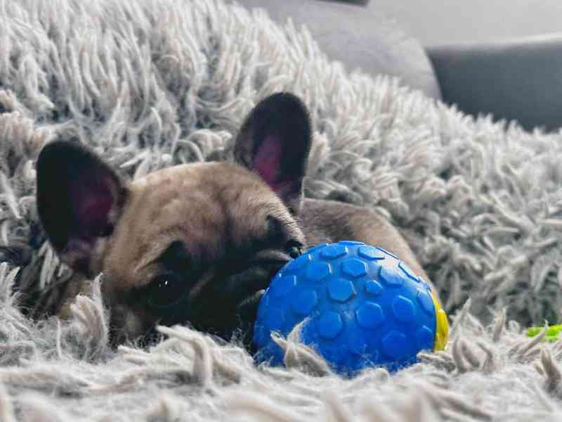 Štěňata Francouzských Buldočků s PP FCI - foto 4