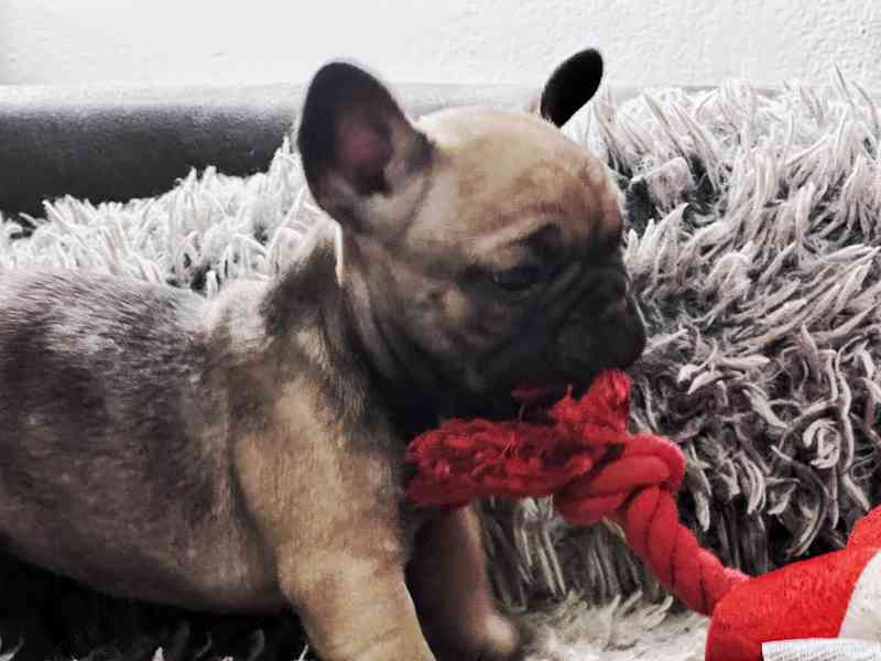 Štěňata Francouzských Buldočků s PP FCI - foto 12