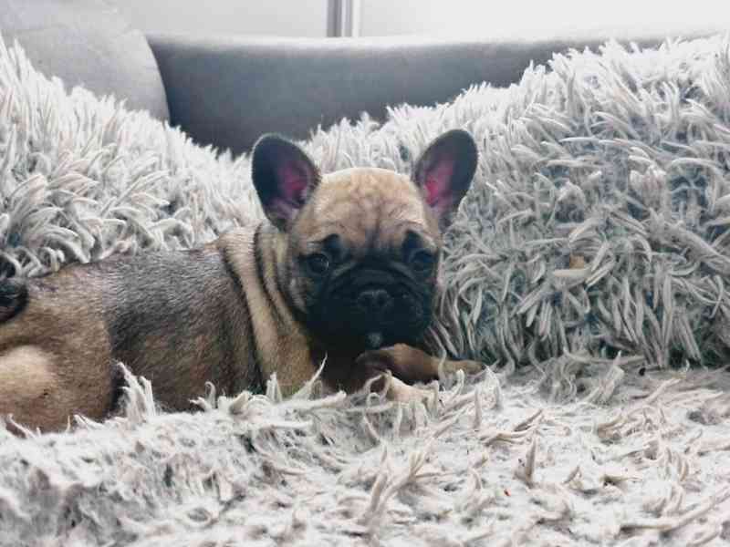 Štěňata Francouzských Buldočků s PP FCI - foto 5