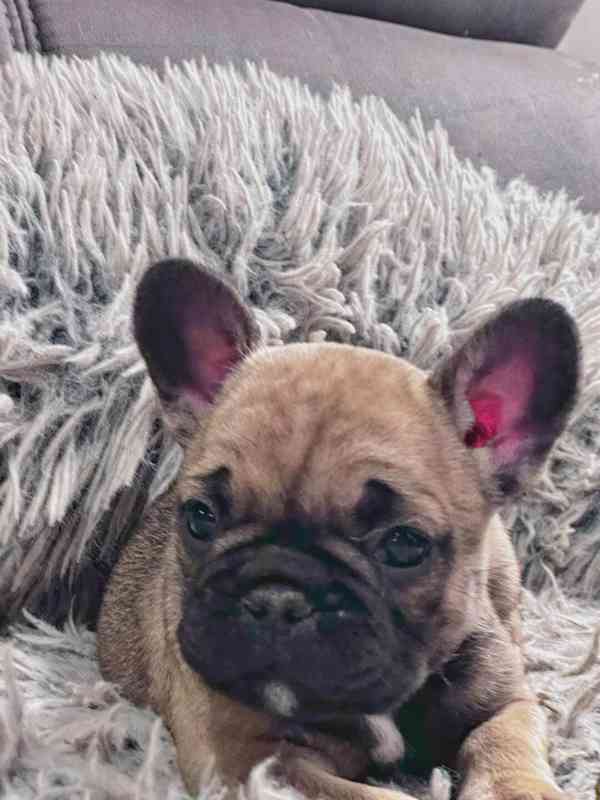 Štěňata Francouzských Buldočků s PP FCI - foto 11