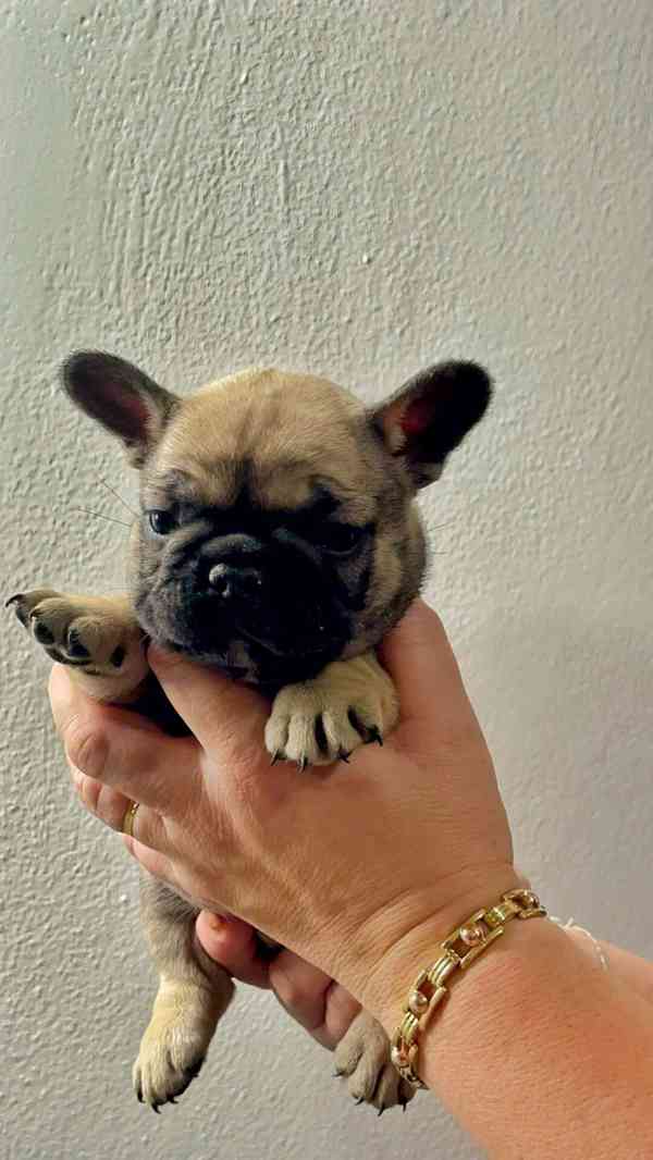 Štěňata Francouzských Buldočků s PP FCI - foto 7