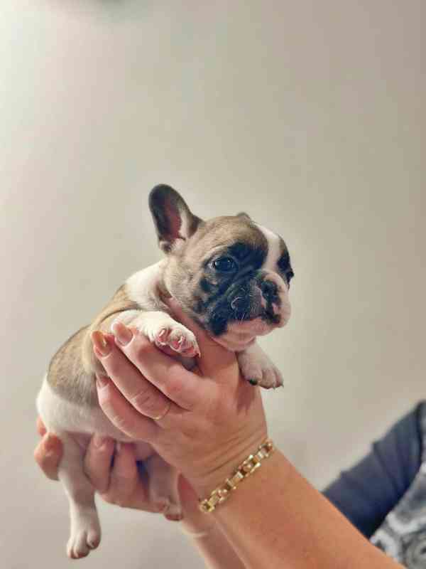 Štěňata Francouzských Buldočků s PP FCI - foto 1