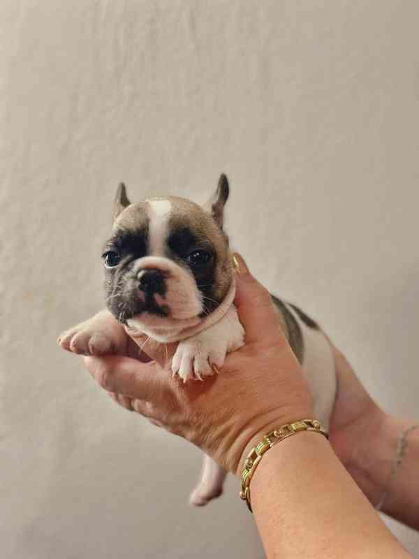 Štěňata Francouzských Buldočků s PP FCI - foto 9