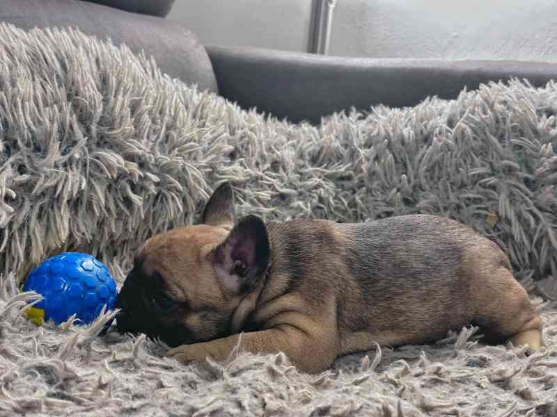 Štěňata Francouzských Buldočků s PP FCI - foto 2