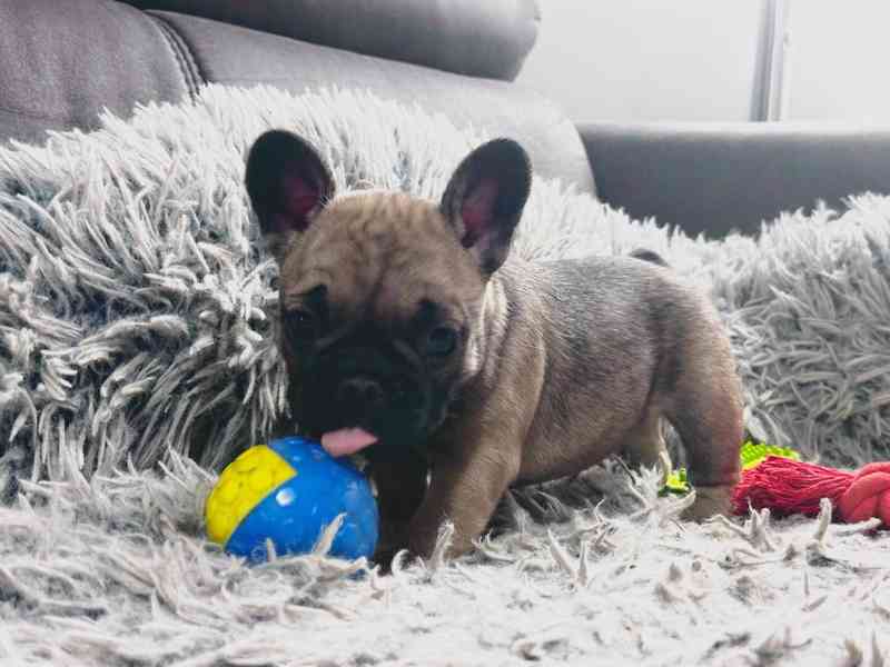 Štěňata Francouzských Buldočků s PP FCI - foto 10