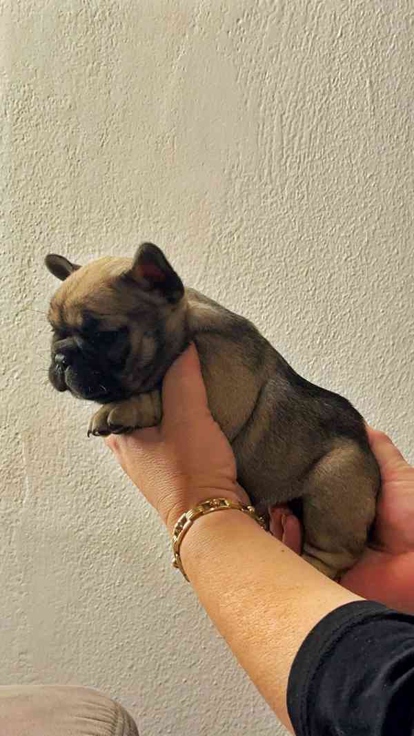 Štěňata Francouzských Buldočků s PP FCI - foto 6