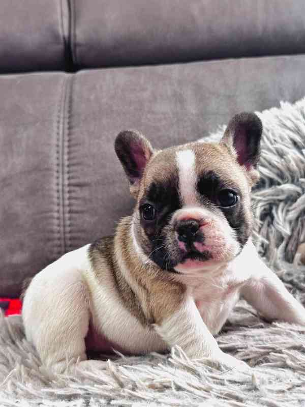 Štěňata Francouzských Buldočků s PP FCI - foto 3