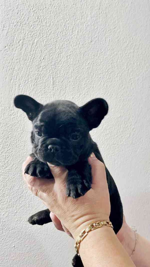 Štěňata Francouzských Buldočků s PP FCI - foto 13