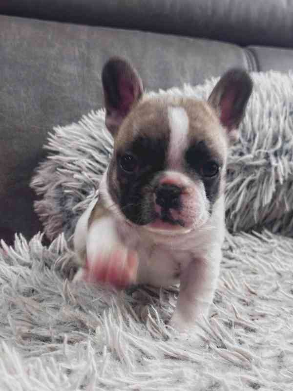 Štěňata Francouzských Buldočků s PP FCI - foto 8