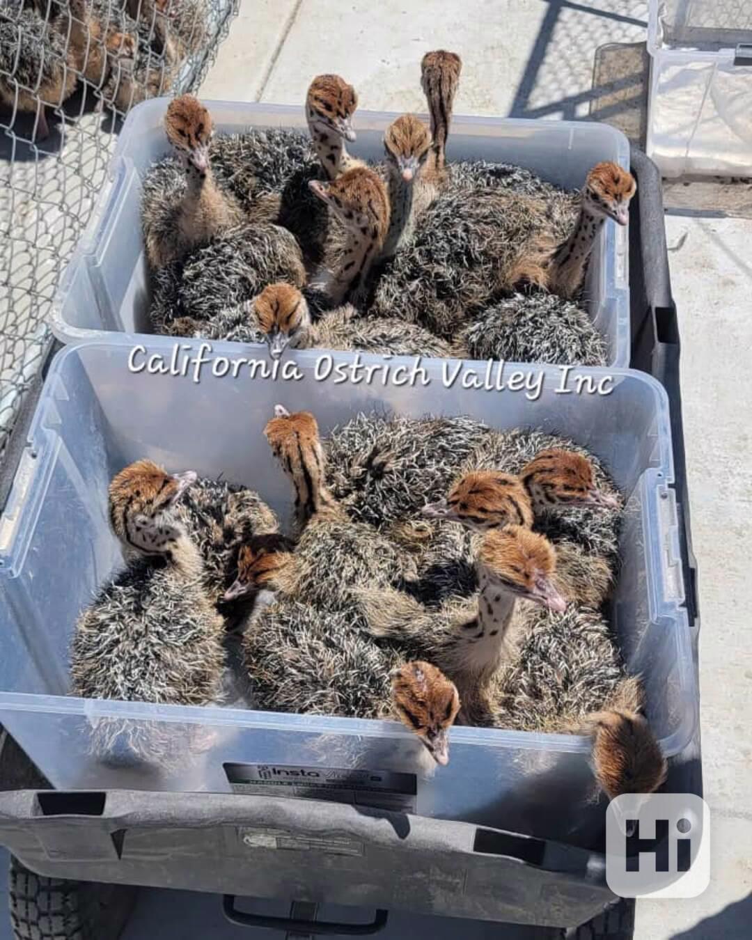 🌞 Pštrosí mláďata s jasnýma očima - foto 1