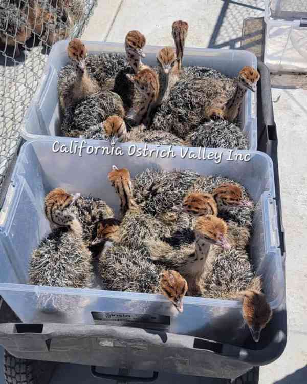 🌞 Pštrosí mláďata s jasnýma očima