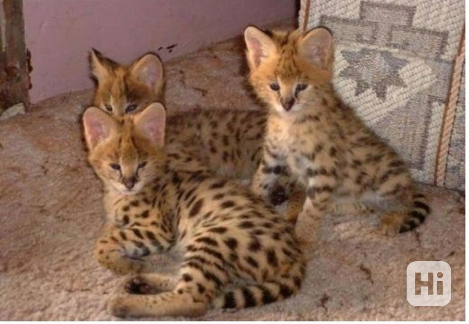Savannah Cat Serval a Karakal v 12 týdnech - foto 1