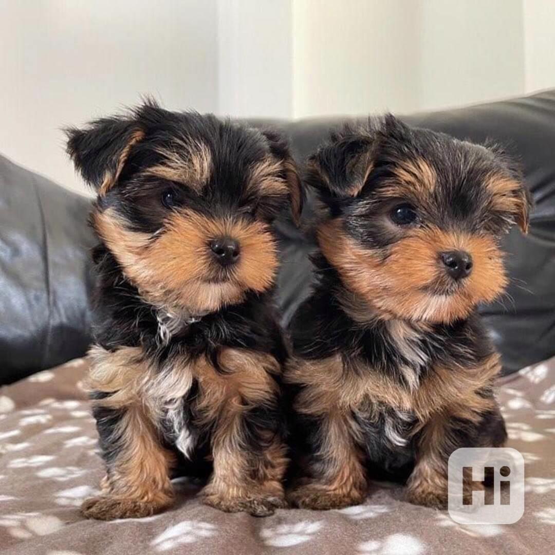 Jorkšírský teriér - foto 1