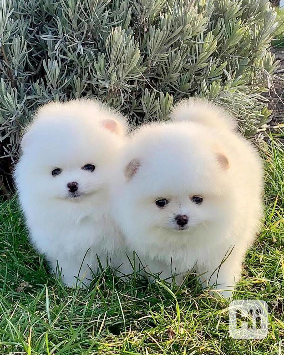 Štěňata pomeraniana samci a samice k adopci - foto 1