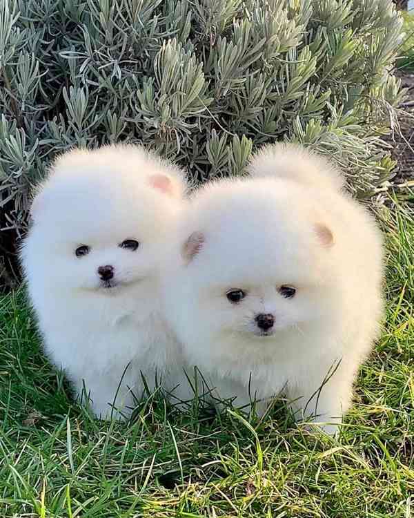 Štěňata pomeraniana samci a samice k adopci