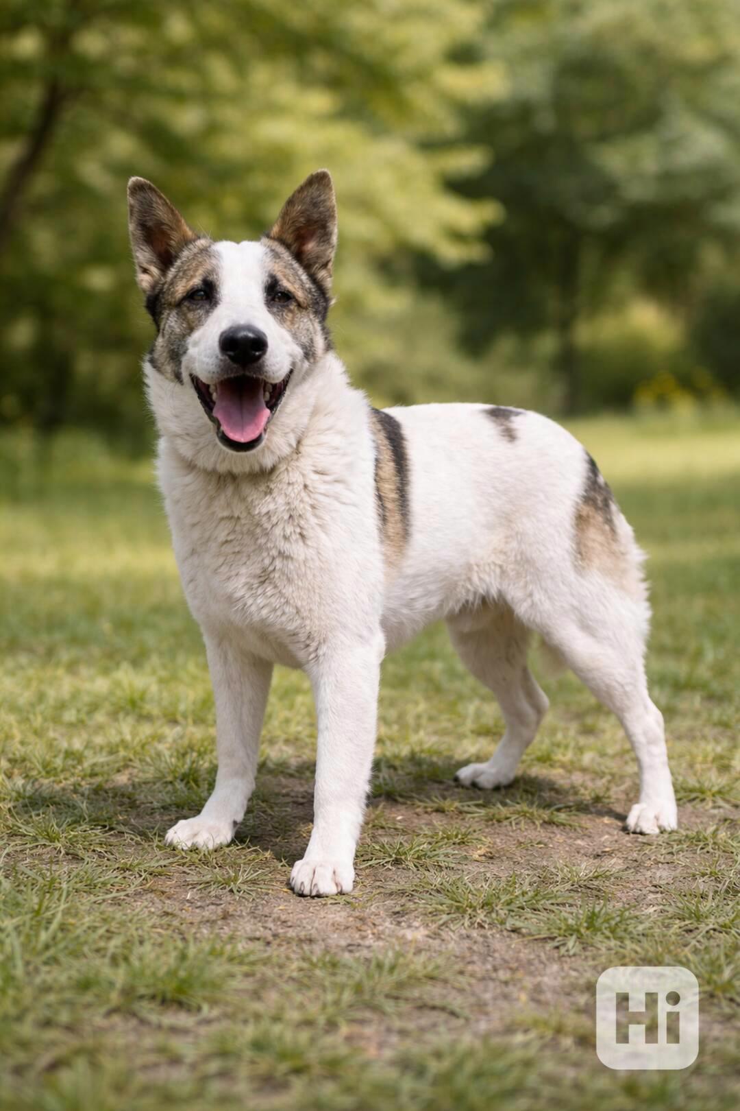 OLAF - kastrovaný psík 2 roky  - foto 1
