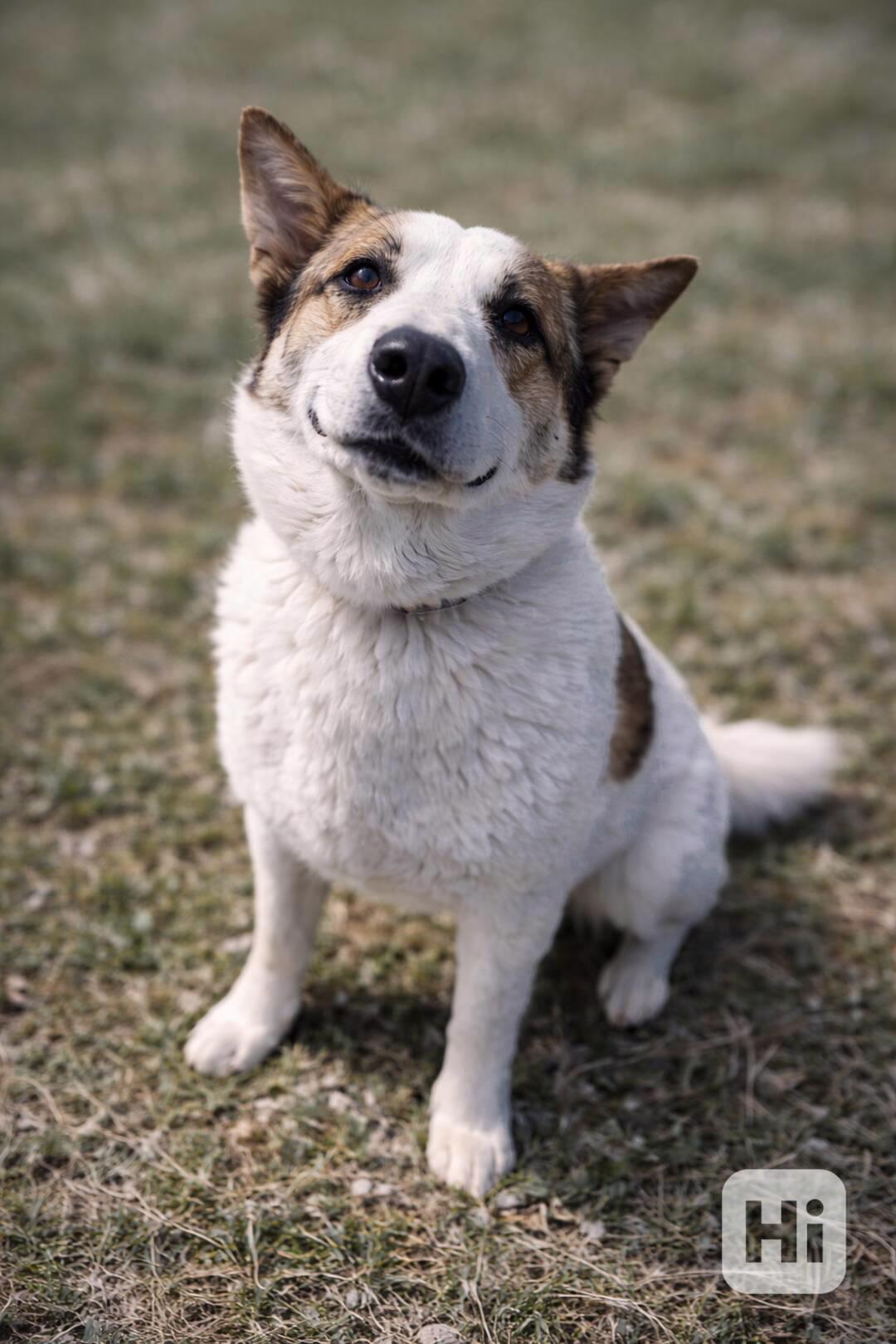OLAF - kastrovaný psík 2 roky  - foto 1