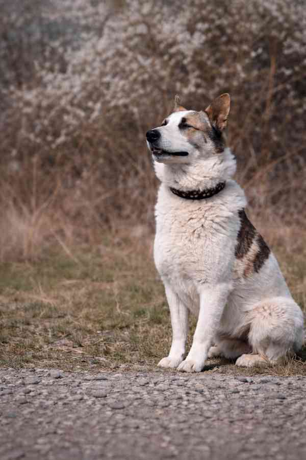 OLAF - kastrovaný psík 2 roky  - foto 3