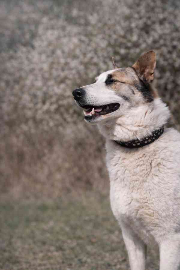 OLAF - kastrovaný psík 2 roky  - foto 2