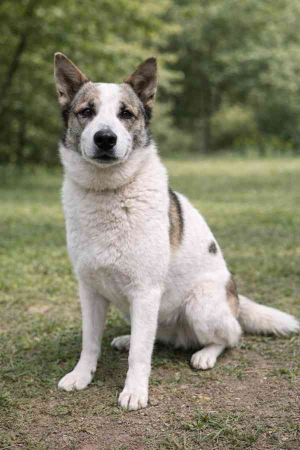 OLAF - kastrovaný psík 2 roky  - foto 3