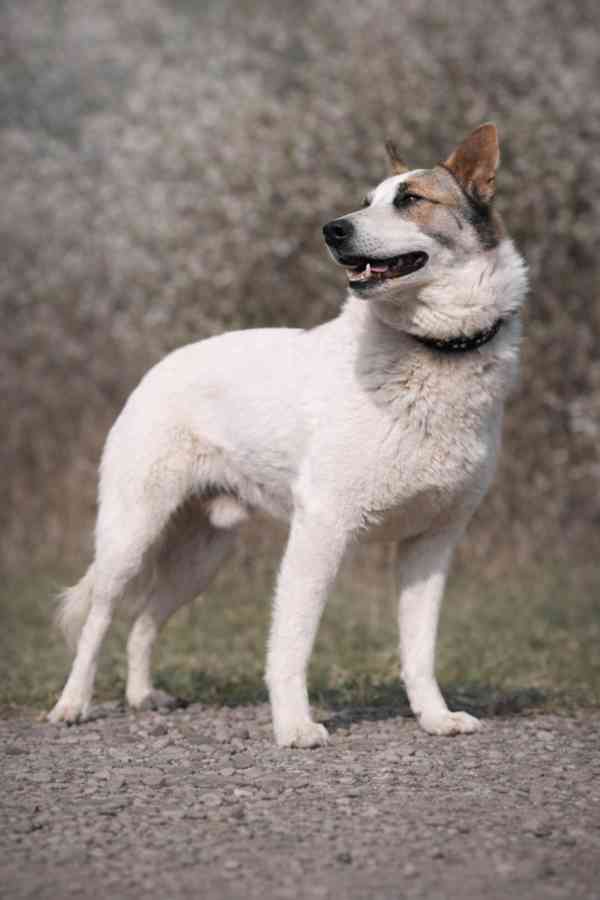 OLAF - kastrovaný psík 2 roky  - foto 4