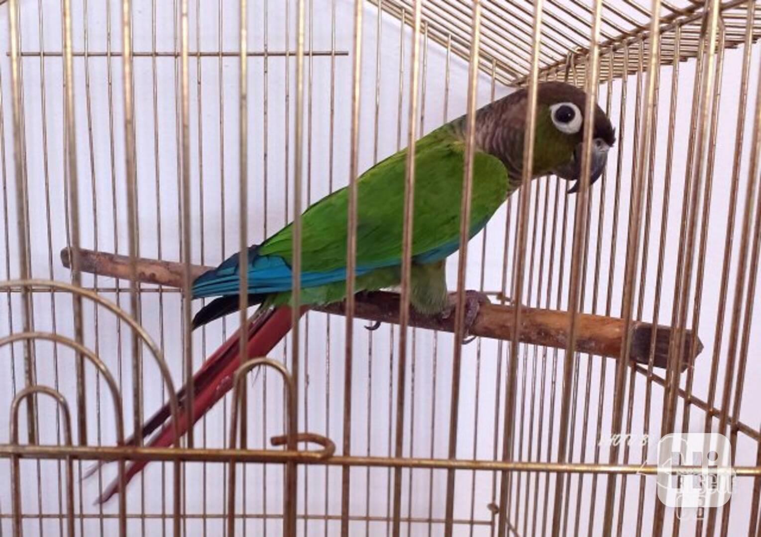 Našel se papoušek ve Vrátě - foto 1