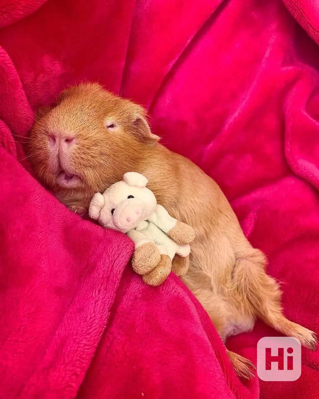 Perfektní morčata k prodeji  - foto 1