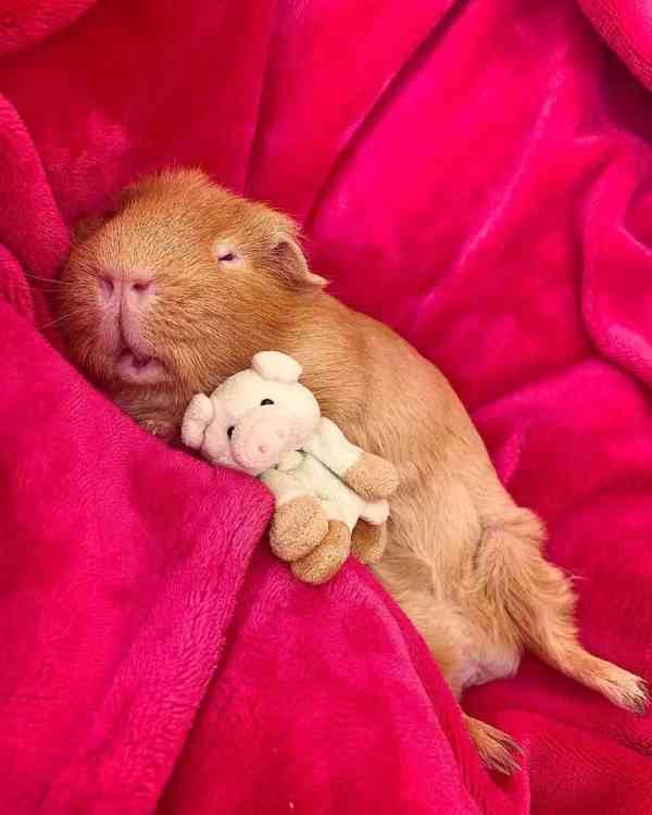 Perfektní morčata k prodeji 