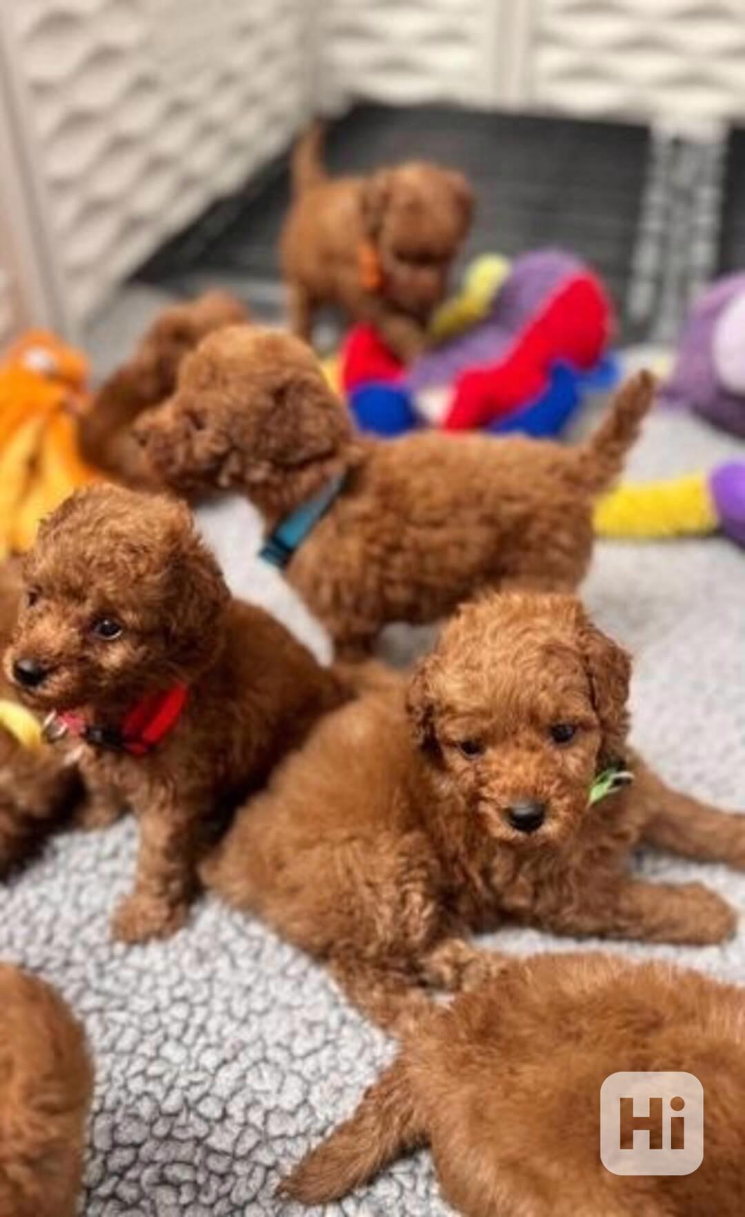 štěňátka pudl k adopci zdarma - foto 1