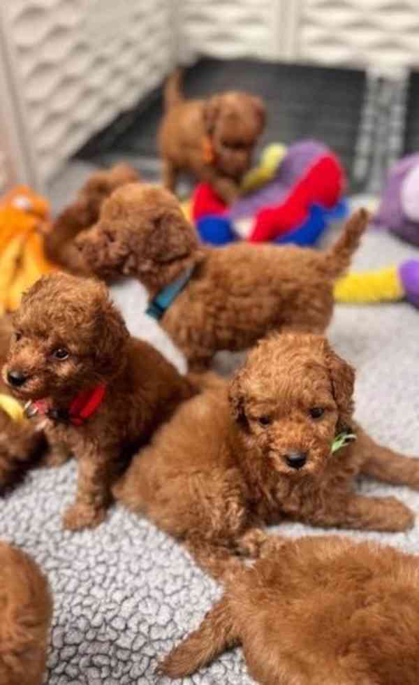 štěňátka pudl k adopci zdarma - foto 1