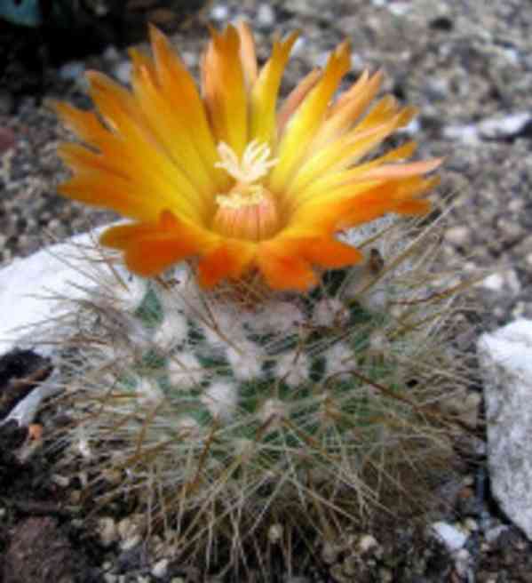 Kaktus Parodia faustiana Balení obsahuje 20 semen - foto 1