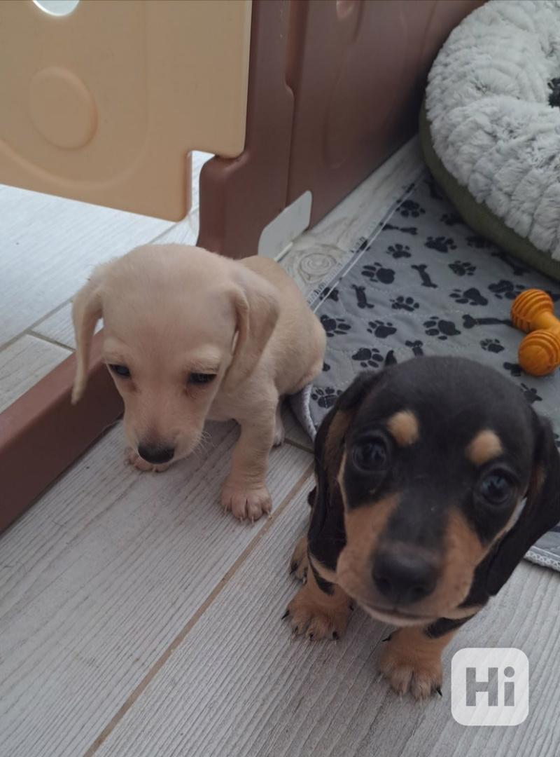 Miniaturní jezevčíci, krémová a černo-krémová - foto 1