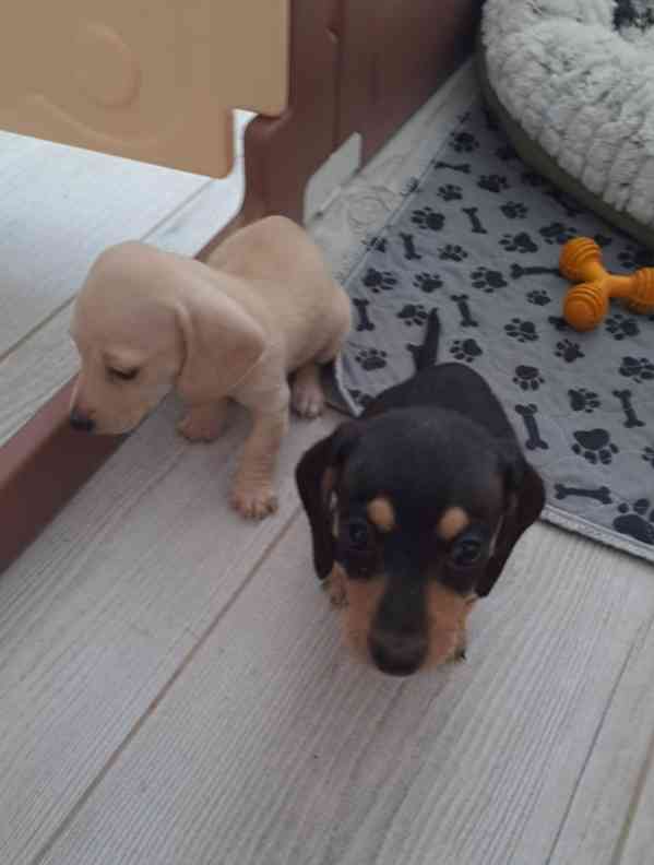 Miniaturní jezevčíci, krémová a černo-krémová - foto 2