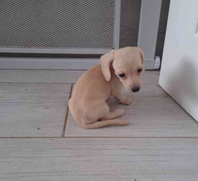 Miniaturní jezevčíci, krémová a černo-krémová - foto 4