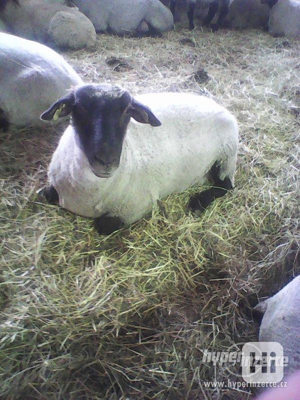 Německá černohlavá ovce - foto 1