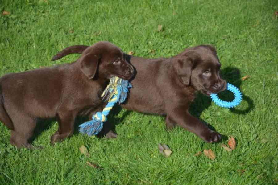 Štěňátka Labradorský retrívr - foto 2