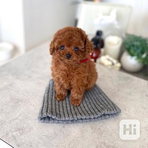 krásná  štěňata toy pudla - foto 1