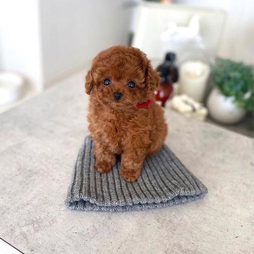 krásná  štěňata toy pudla - foto 1