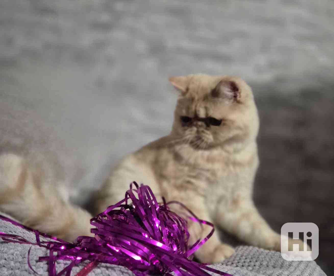 Perská a exotická koťátka s Pp  - foto 1