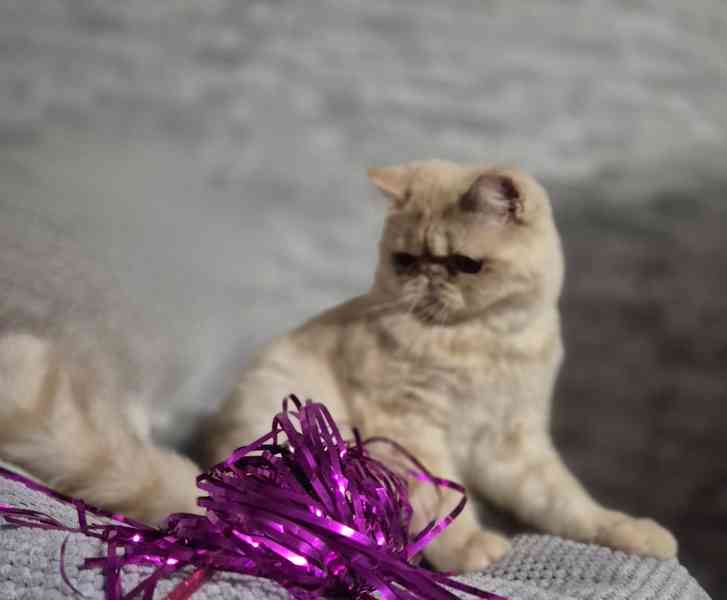 Perská a exotická koťátka s Pp  - foto 1