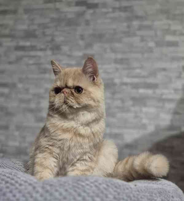 Perská a exotická koťátka s Pp  - foto 5