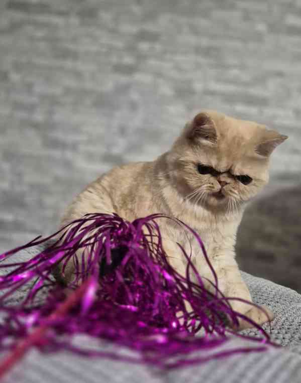 Perská a exotická koťátka s Pp  - foto 4