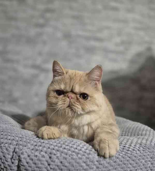 Perská a exotická koťátka s Pp  - foto 2