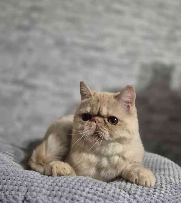 Perská a exotická koťátka s Pp  - foto 3