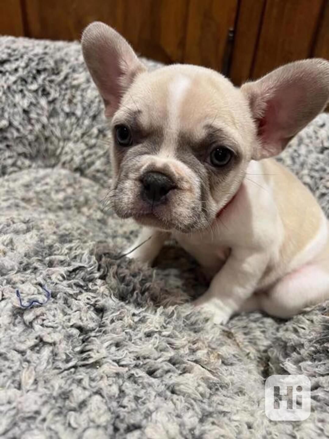 Krásní francouzští buldočci odchovaní v rodině. Nadýchaní a  - foto 1