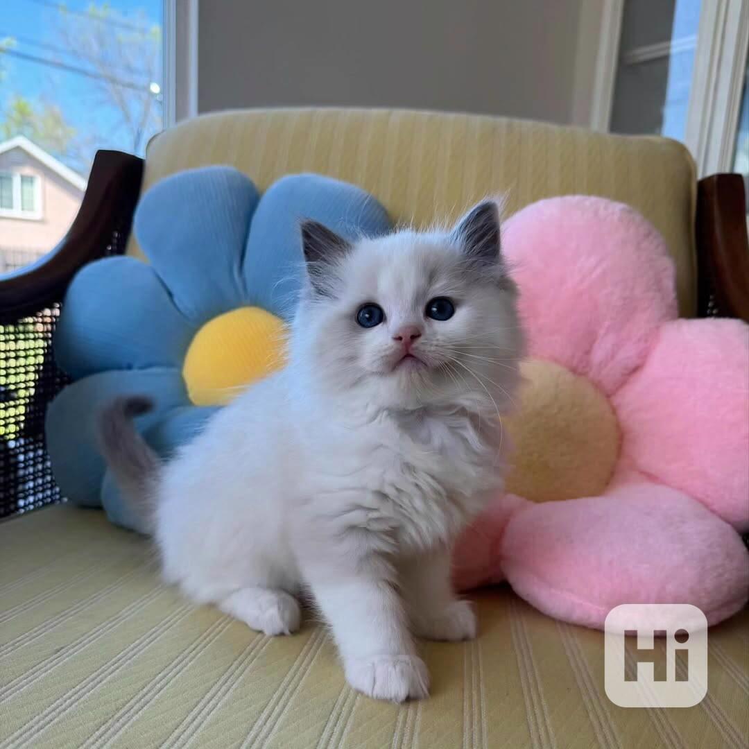 Koťátka britské krátkosrsté plemene munchkin, samci a samice - foto 1