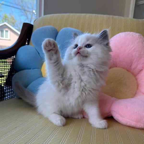 Koťátka britské krátkosrsté plemene munchkin, samci a samice - foto 3